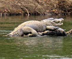 Honeymoon In Mudumalai