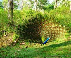 Honeymoon Tour To Mudumalai