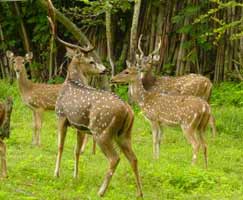 Mudumalai Trip