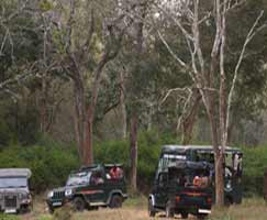 Travel To Mudumalai