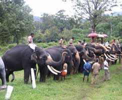 Mudumalai Travel Package