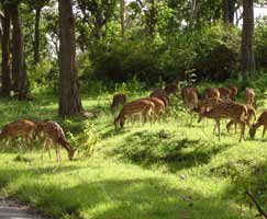 Mudumalai Tourism