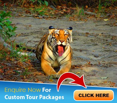 Mudumalai Tour Packages