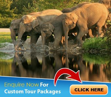 Mudumalai Tour Packages