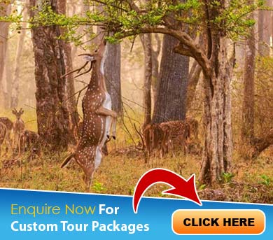 Mudumalai Tour Packages